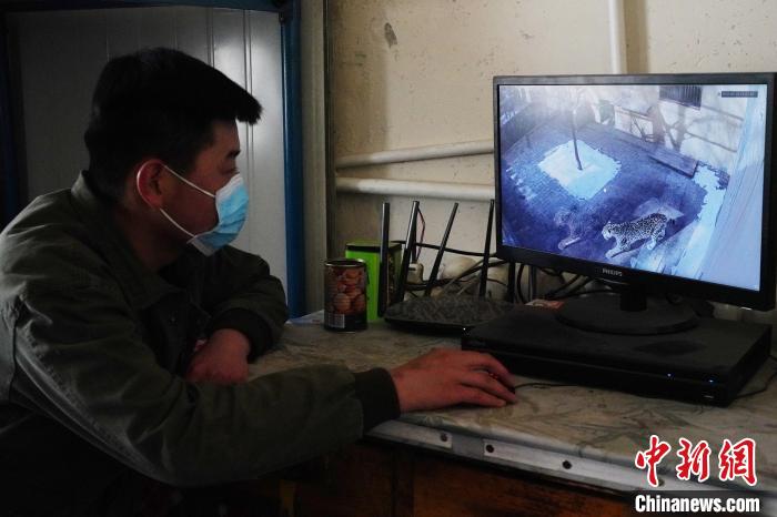 圖為雪豹“奶爸”史壽軍通過監(jiān)控察看雪豹情況?！●R銘言 攝
