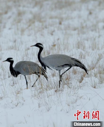 在若爾蓋濕地的蓑羽鶴?！∩袞|機(jī) 攝