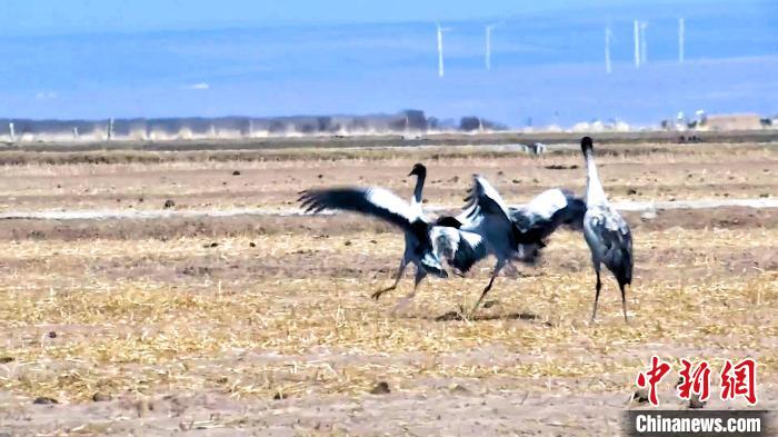 圖為黑頸鶴追逐嬉戲?！￡惷髡?攝