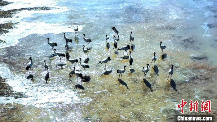 圖為黑頸鶴群駐足休憩?！￡惷髡?攝