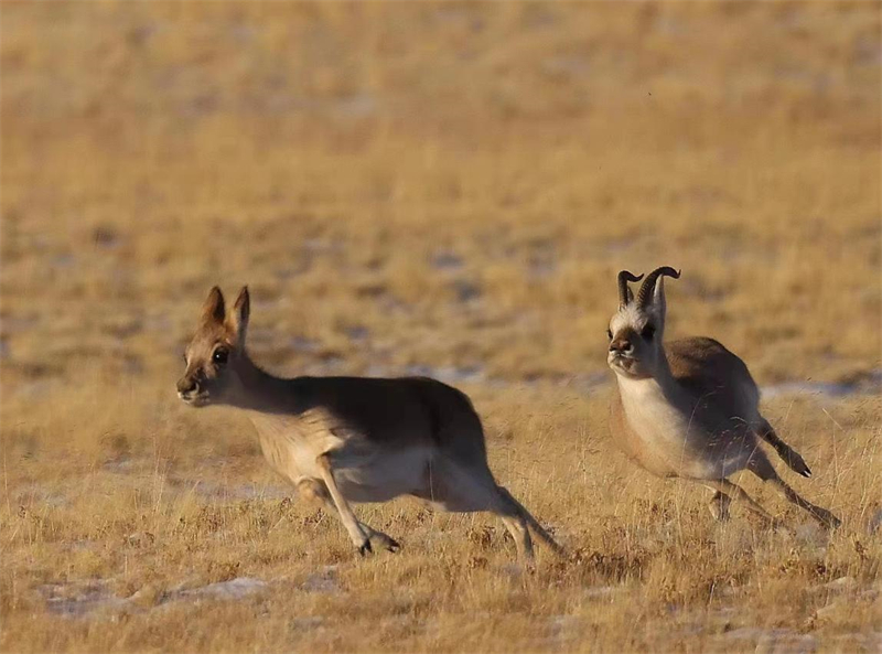 藏羚羊。圖片來源：農(nóng)牧民大自然攝影隊