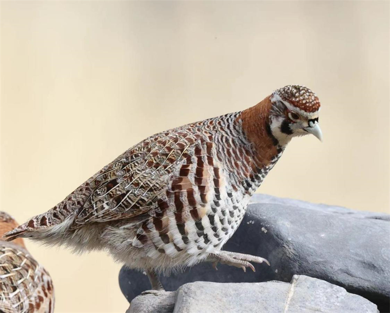 高原山鶉。圖片來源：農(nóng)牧民大自然攝影隊