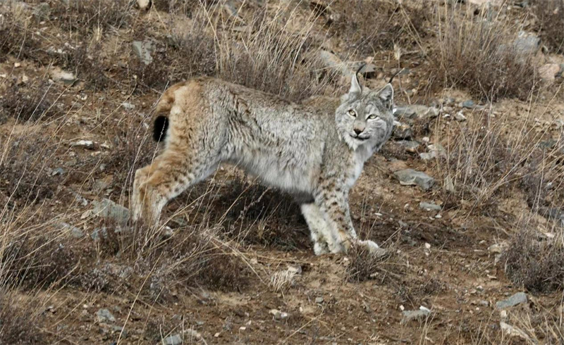 猞猁。圖片來源：農(nóng)牧民大自然攝影隊