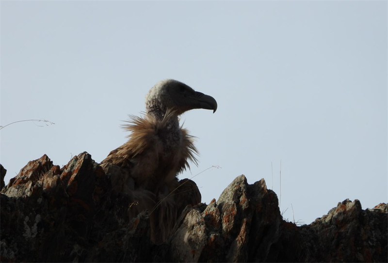 高原兀鷲。圖片來源：農(nóng)牧民大自然攝影隊
