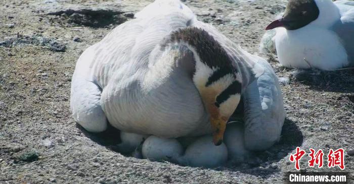 圖為斑頭雁孵蛋?！【G色江河 供圖