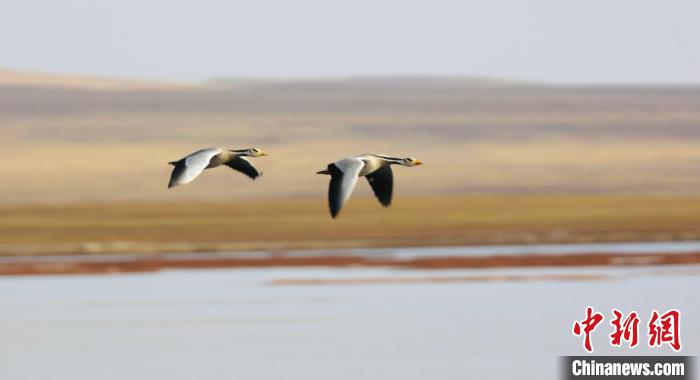 圖為飛翔的斑頭雁?！【G色江河 供圖