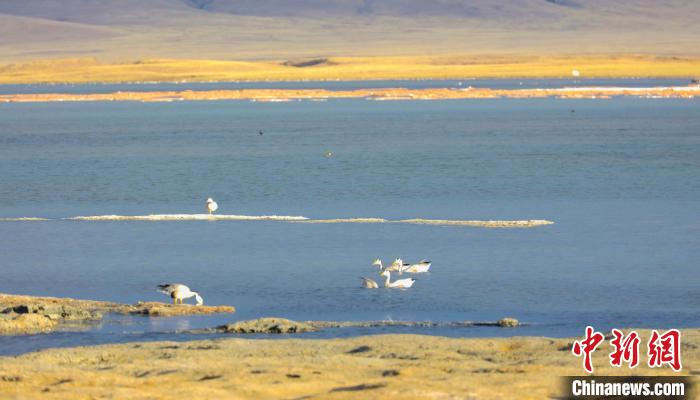 圖為斑頭雁在班德湖中休憩。　綠色江河 供圖