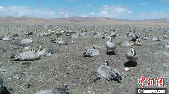 圖為斑頭雁在空地上孵蛋?！【G色江河 供圖