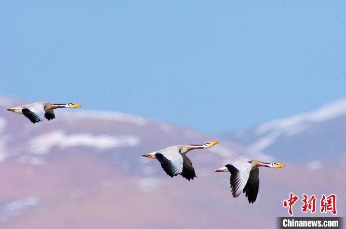 圖為斑頭雁在空中飛行?！【G色江河 供圖