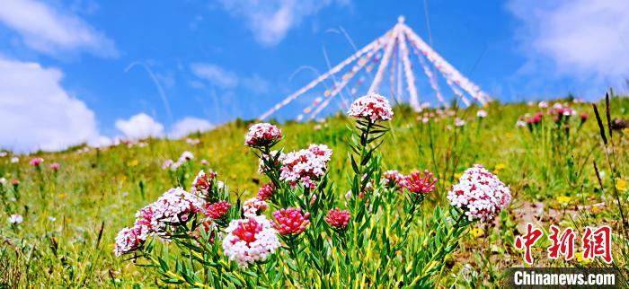 圖為草原一角。　 韓麗 　攝