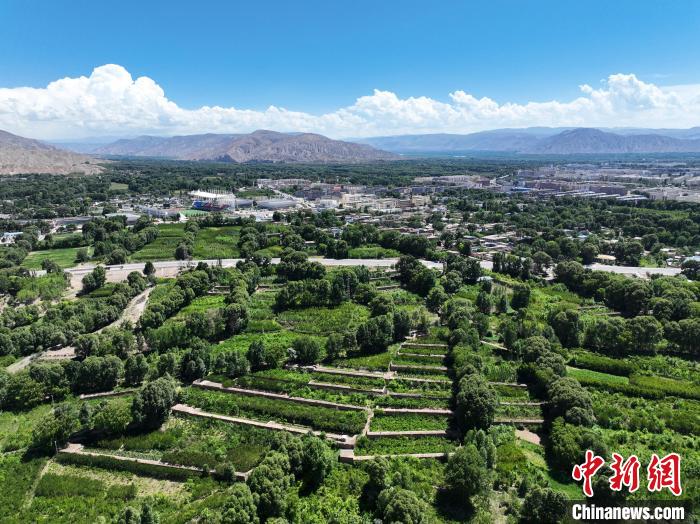 航拍貴德縣黃河岸畔綠意盎然?！●R銘言 攝