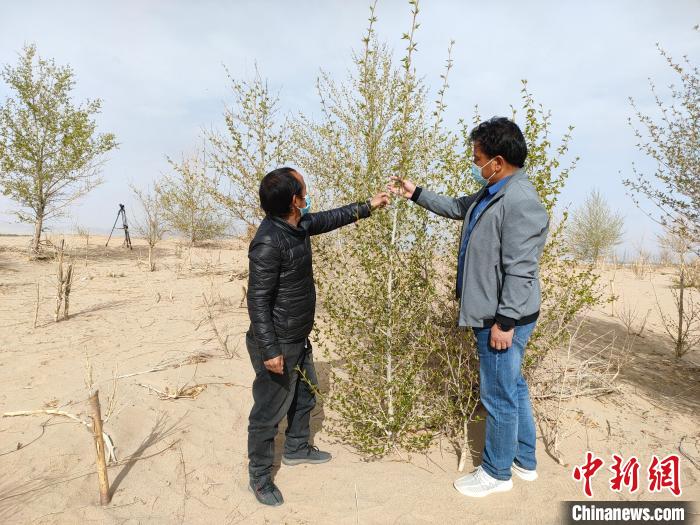 柴達(dá)木盆地的護(hù)林員：守護(hù)，只為那一片綠