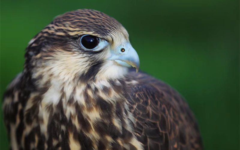 獵隼。江文江措攝