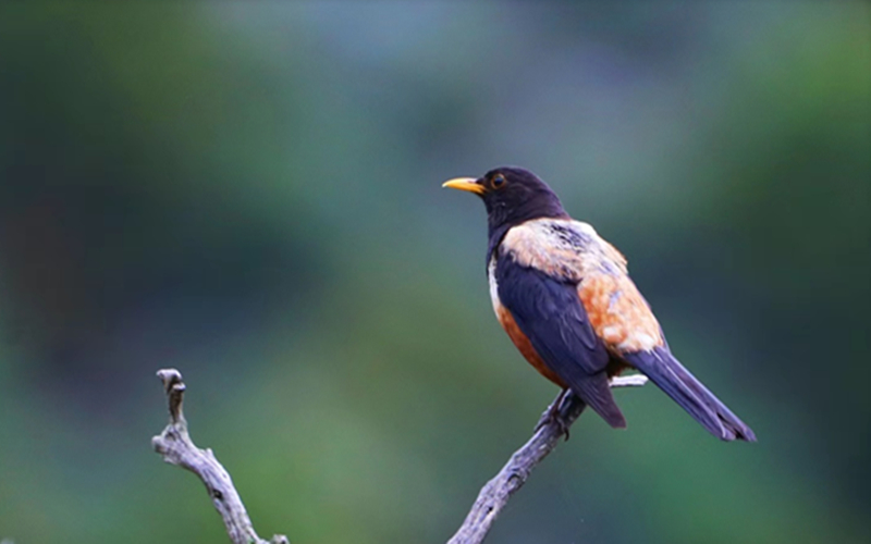棕背黑頭鶇。江文江措攝