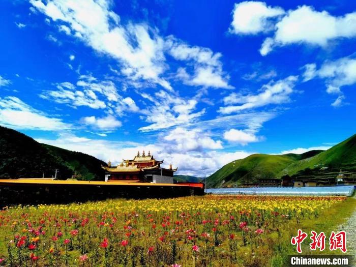 近百畝百合花競相開放，景色誘人?！∪捞量h委宣傳部供圖