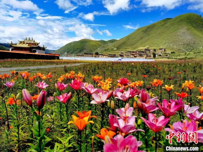 近百畝百合花競相開放，景色誘人?！∪捞量h委宣傳部供圖