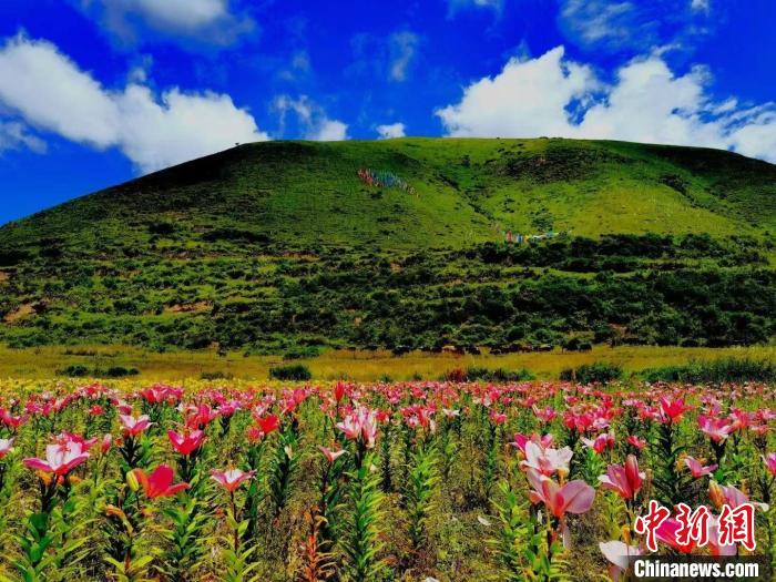 近百畝百合花競相開放，景色誘人。　壤塘縣委宣傳部供圖