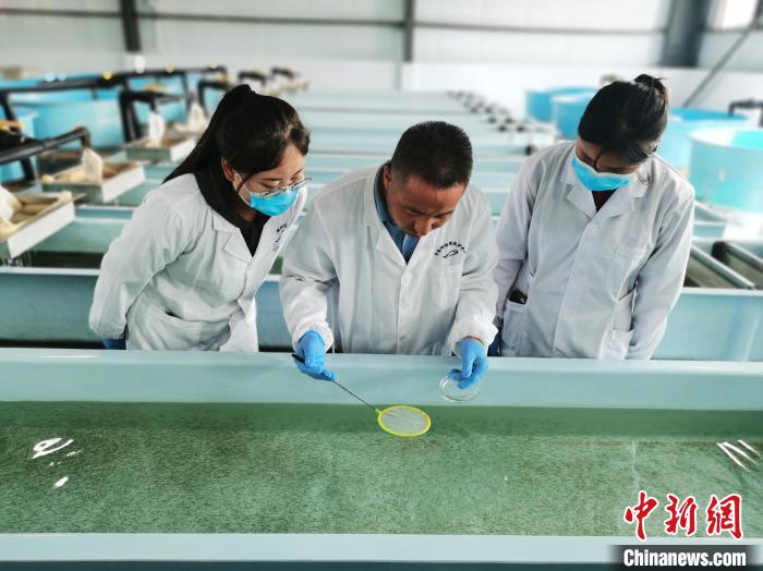 圖為工作人員檢查魚苗?!?zhí)砀?攝