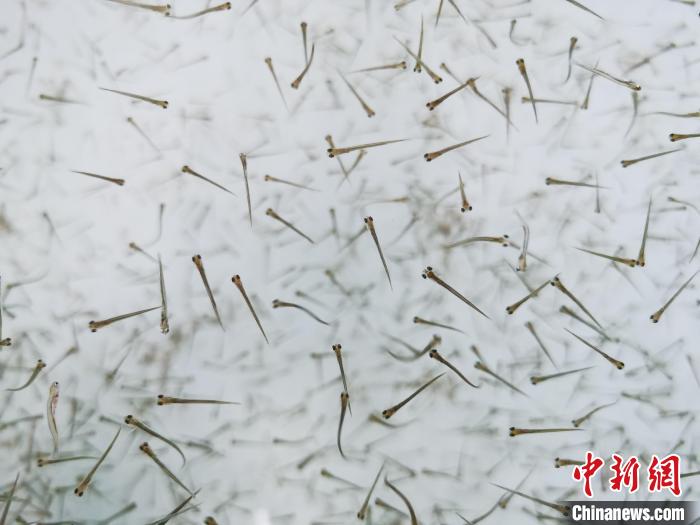 探訪青海湖湟魚“育嬰室”：“密集”育苗，體重10克放流