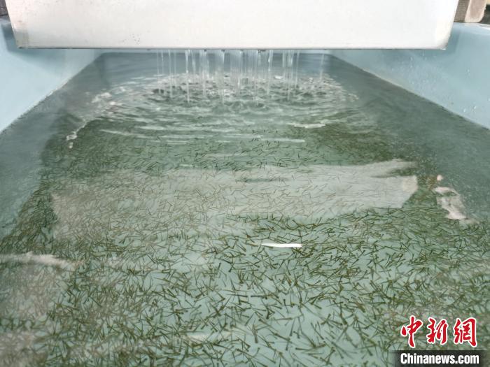 圖為正在育苗?！?zhí)砀?攝