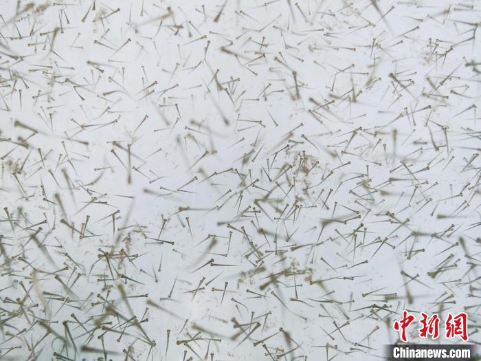 圖為魚苗?！?zhí)砀?攝