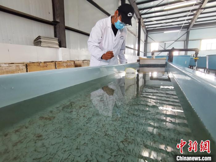 圖為工作人員檢查魚苗。　張?zhí)砀?攝