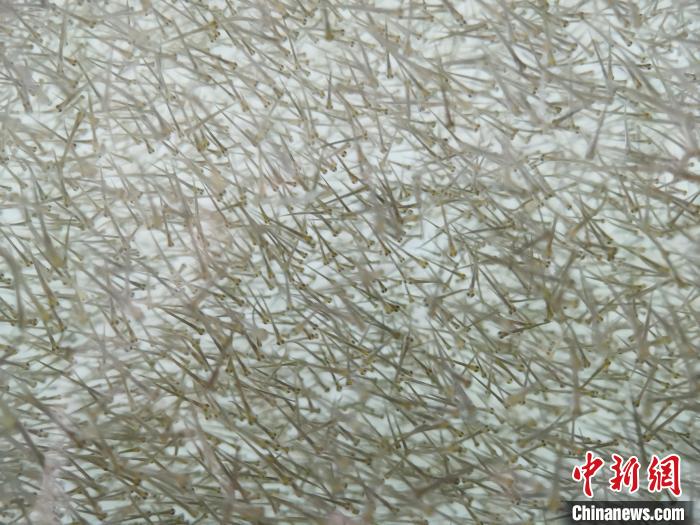圖為密集分布的魚苗?！?zhí)砀?攝