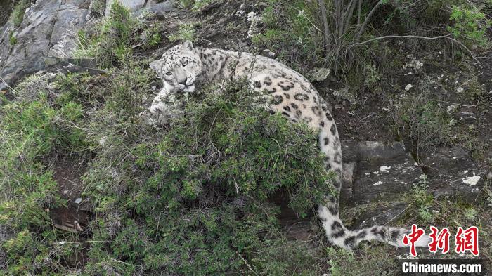 圖為雪豹向牧民攝影師方向張望。(資料圖) 公尕日 攝