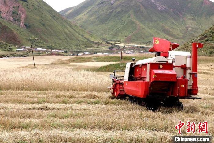 圖為秋收現(xiàn)場?！∮駱渲菸麄鞑抗﹫D