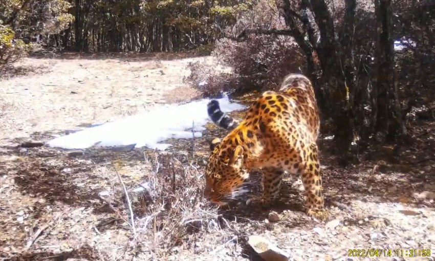 金錢豹。涼山州委宣傳部供圖