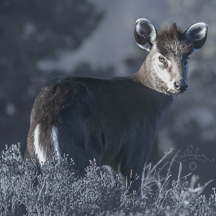 毛冠鹿。涼山州委宣傳部供圖