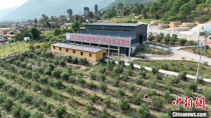 伍合村的油橄欖種植基地?！「呒午?攝