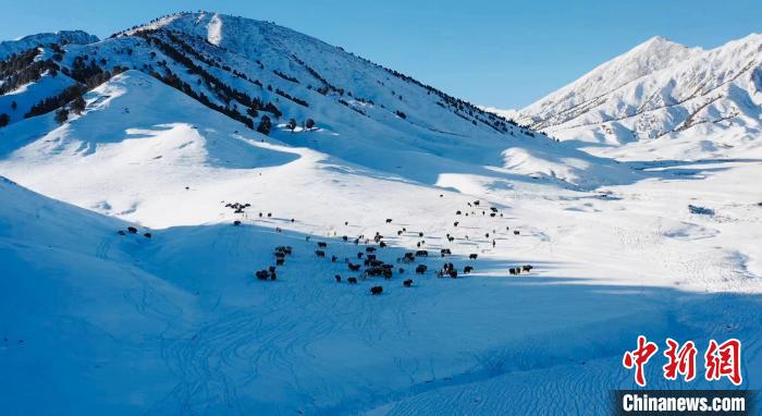 圖為牦牛群在雪地里覓食?！《继m縣融媒體中心供圖