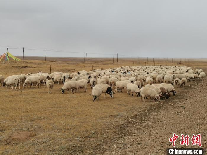 圖為瑪多藏羊?！‖敹嗫h委宣傳部 供圖