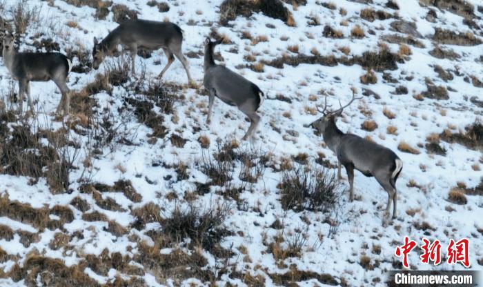 圖為巖羊和馬鹿集體覓食?！《继m縣融媒體中心 供圖