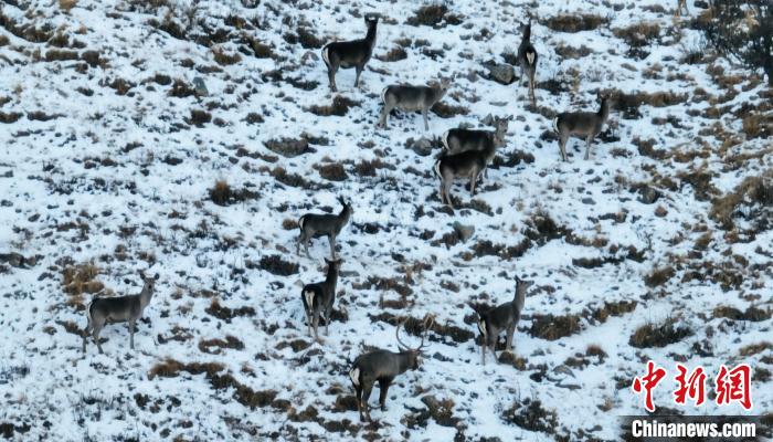 圖為巖羊和馬鹿集體覓食?！《继m縣融媒體中心 供圖