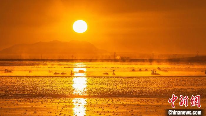 圖為天鵝群在湖中休憩。　何啟金 攝