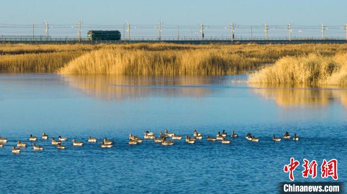 圖為多種野生鳥(niǎo)類(lèi)在湖中游蕩?！『螁⒔?攝