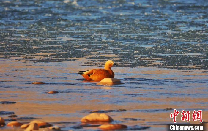 圖為赤麻鴨自在游曳?！“兹斩〔冀?攝