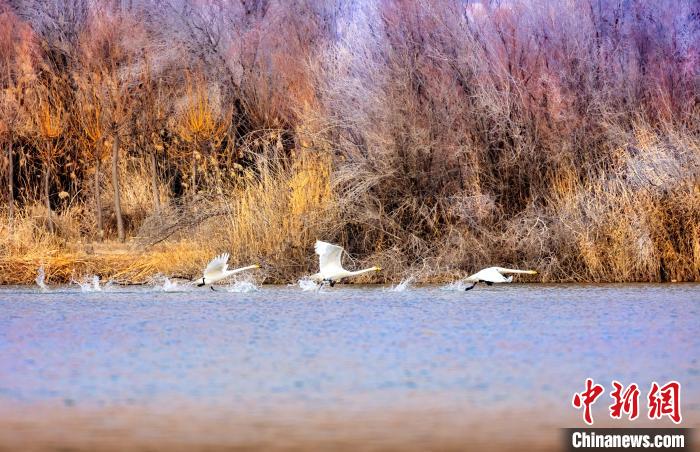 圖為起舞的天鵝與碧波蕩漾的湖面相映成趣?！『喖s 攝