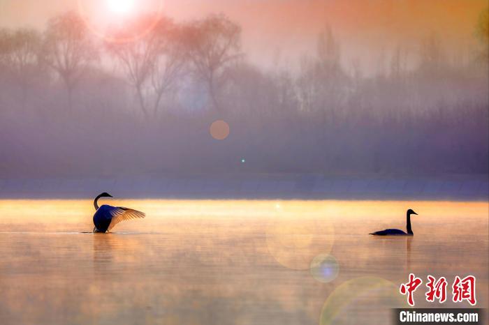 圖為天鵝在湖面嬉戲?！◇泱憔?攝