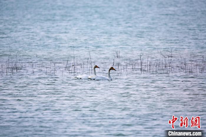 圖為天鵝在湖面嬉戲?！◇泱憔?攝