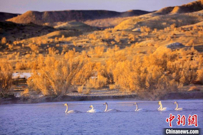 圖為黃河岸畔貴德縣迎來天鵝“做客”?！◇泱憔?攝