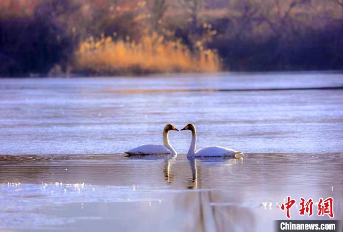 圖為天鵝在湖面嬉戲?！◇泱憔?攝