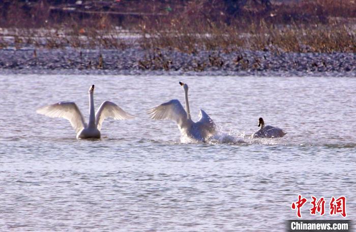 圖為黃河岸畔貴德縣迎來天鵝“做客”?！◇泱憔?攝