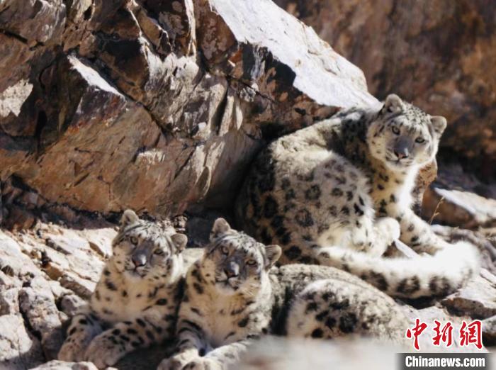 青海都蘭：雪豹、兔猻等多種珍稀野生動物亮相