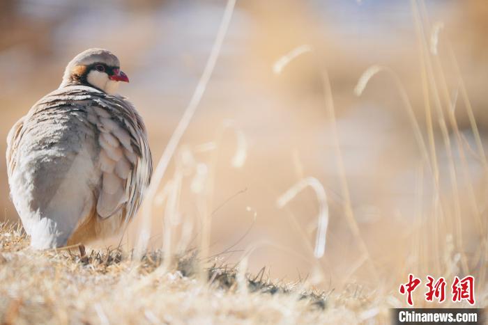 圖為都蘭縣境內(nèi)的鳥類。　拉毛杰 攝