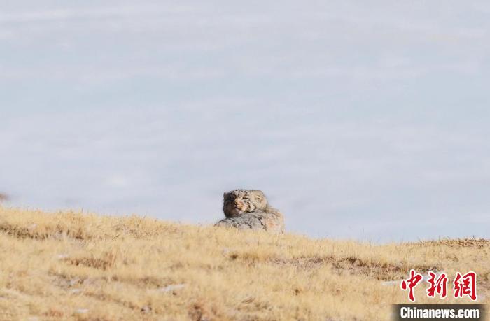 圖為回頭張望的兔猻?！±?攝