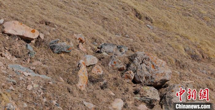 圖為兔猻。　拉毛杰 攝