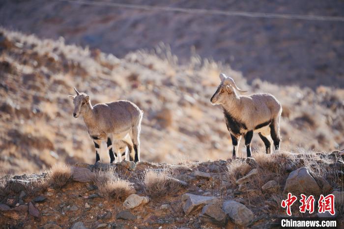 圖為都蘭縣境內(nèi)的野生動物?！±?攝